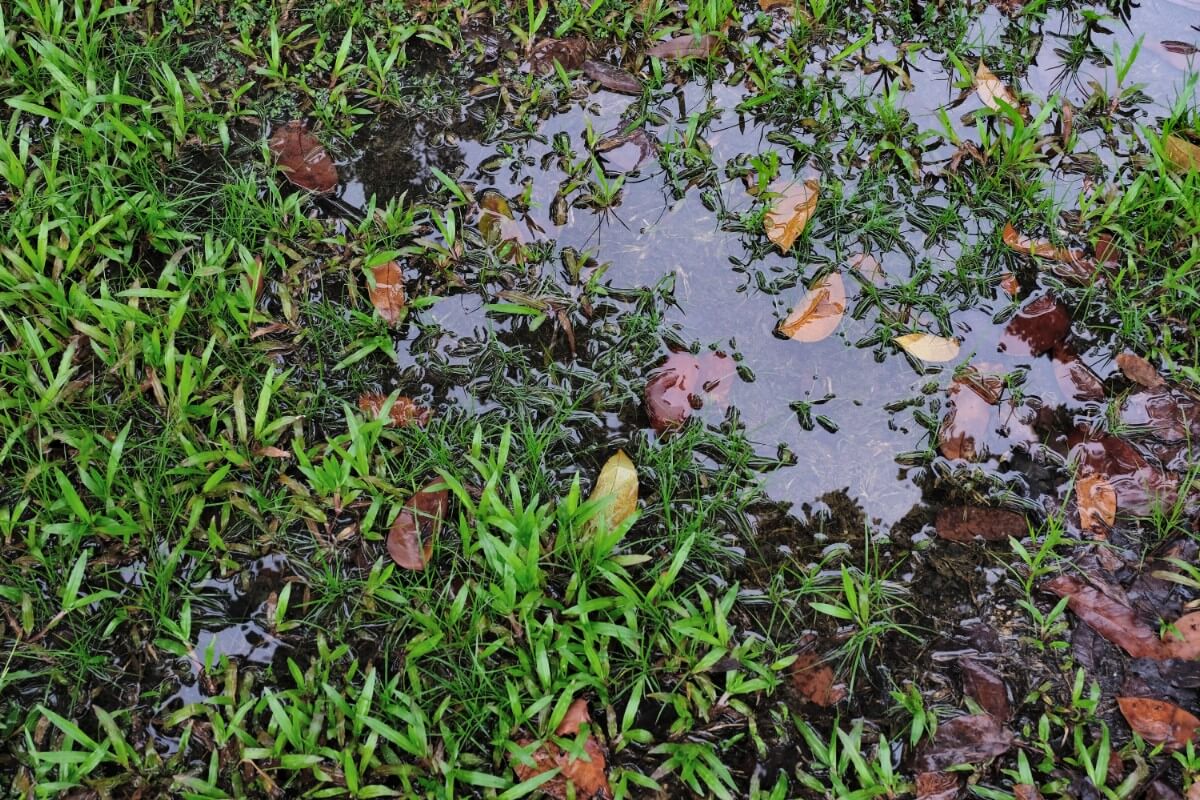 poorly draining soil with a pool of standing water