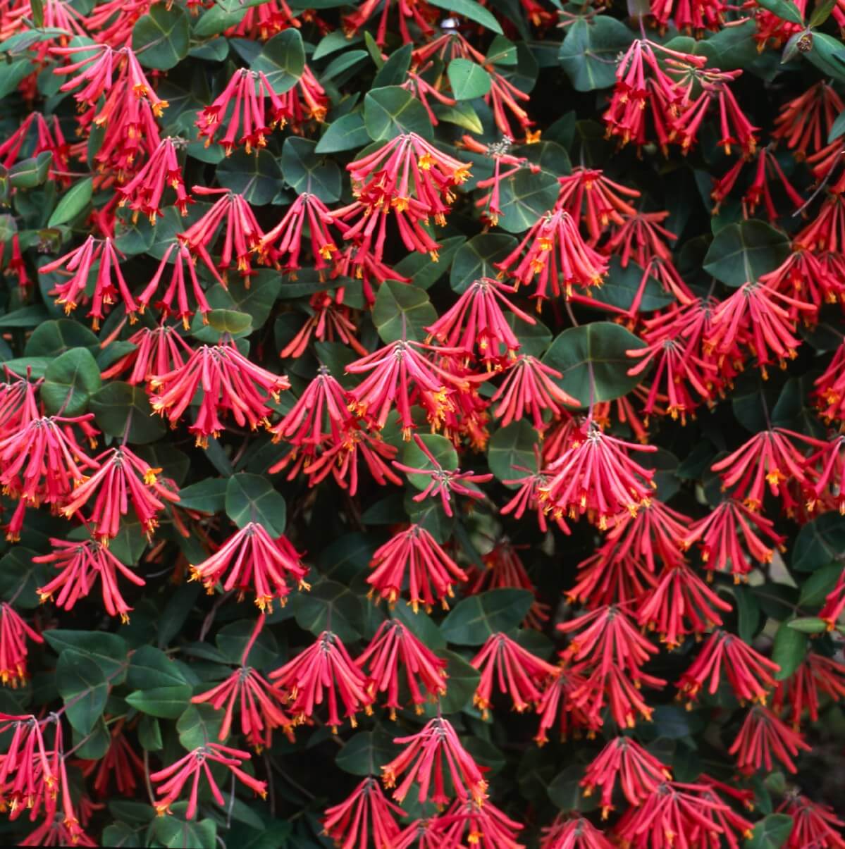 red trumpet honeysuckle vines