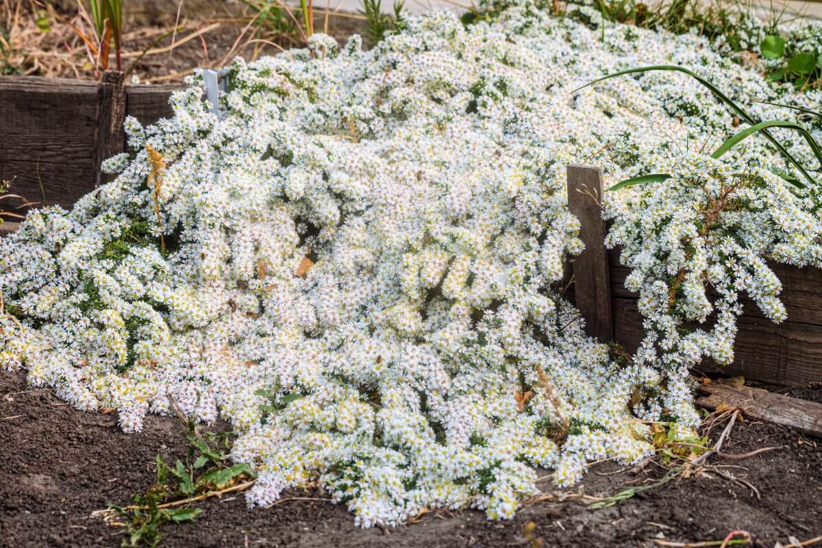 mound of flowing white ground-covering asters