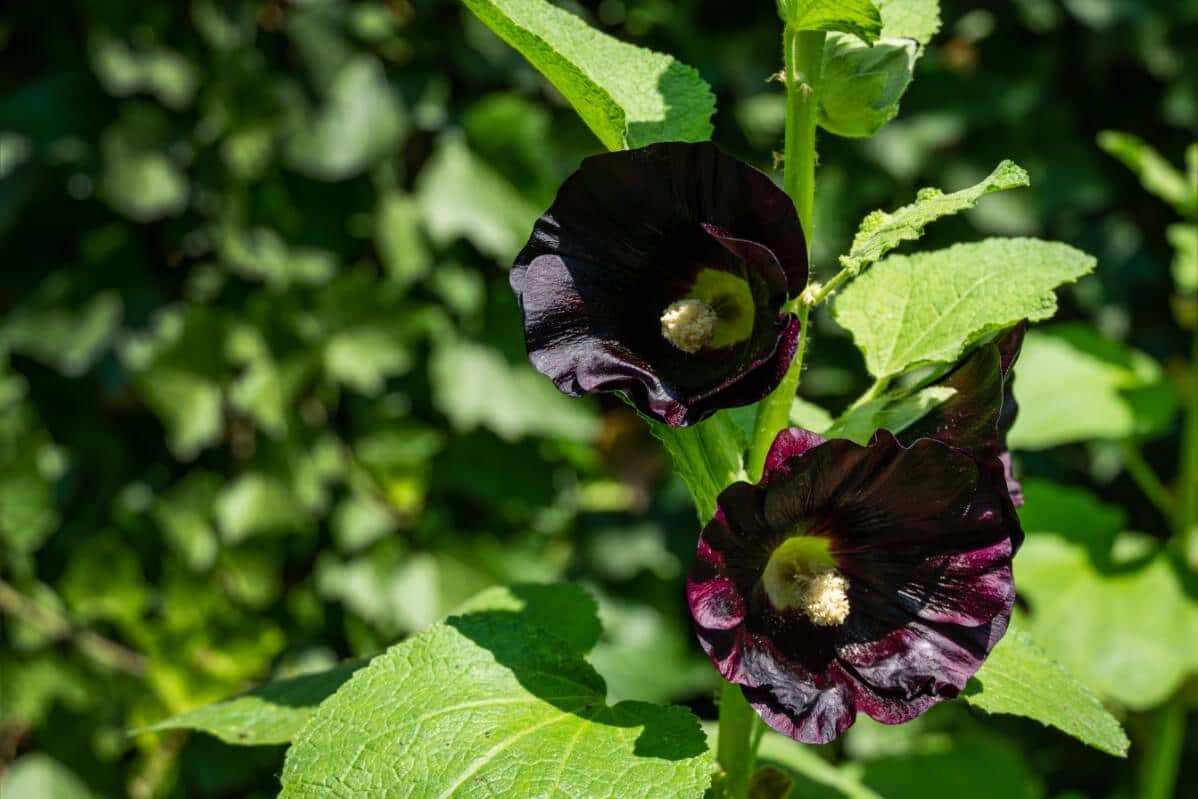 dark purple Alcea Nigra hollyhock blooms