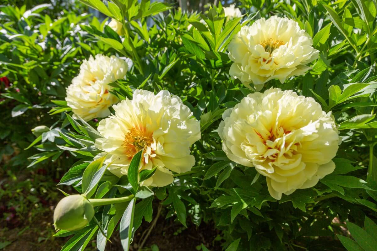 Bartzella peony flower