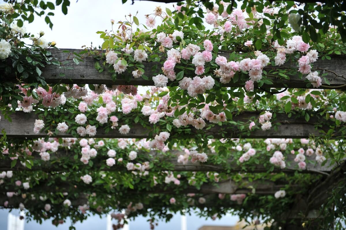 Cécile Brunner climbing rose on overhead pergola