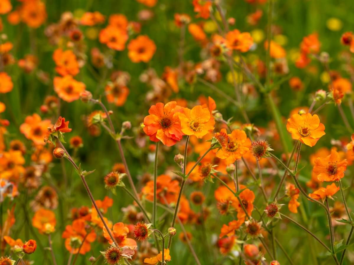 peach colored Geums flowers