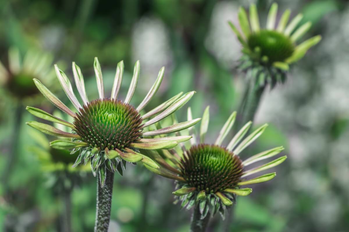 green and magenta colored Green Envy coneflower