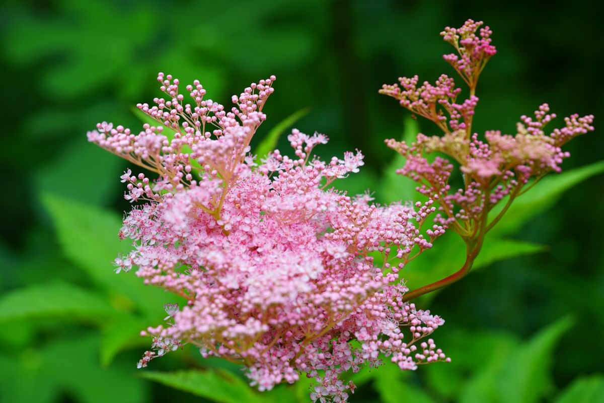 light pink blossom spikes crowning Queen of the Prairie plant