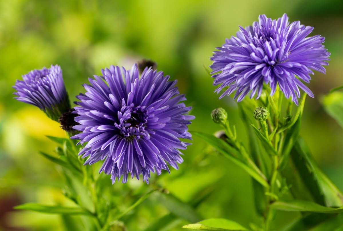 periwinkle purple-blue aster Marie Ballard variety