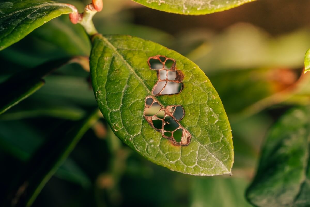 fungal disease on blueberry leaf