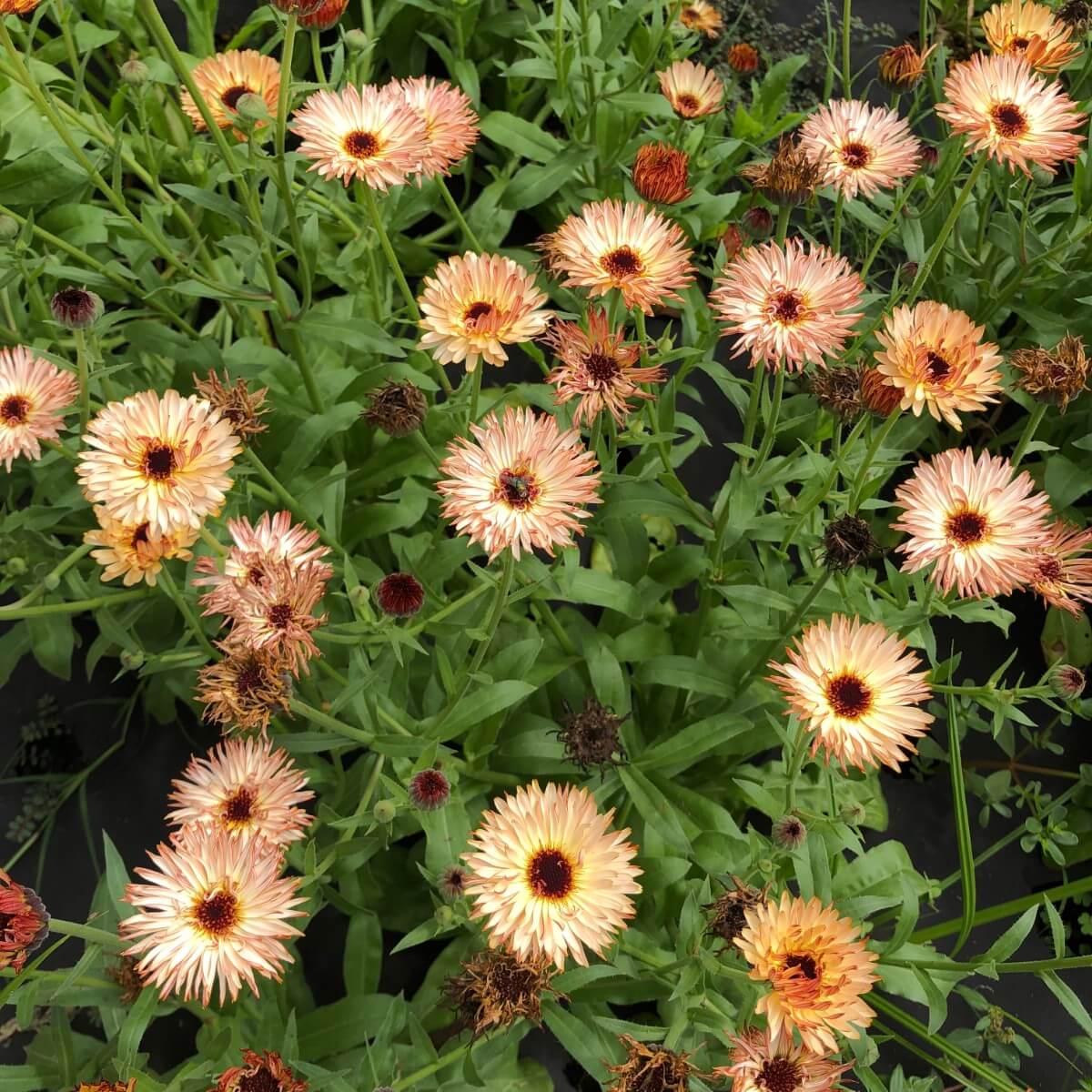 soft peach colored blossoms of calendula