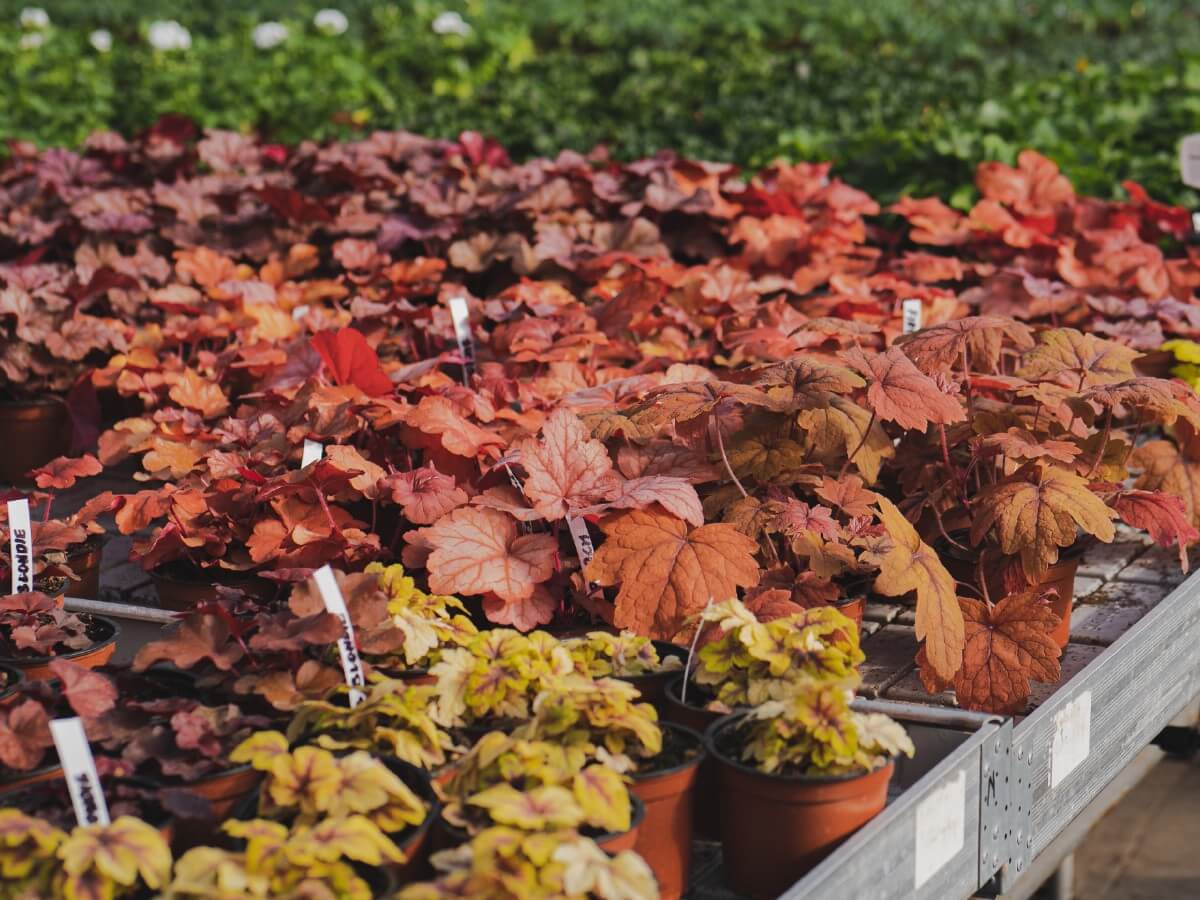 potted coral bell plants