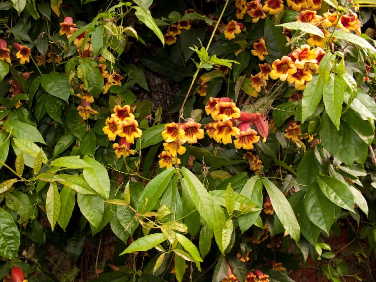 Yellow and pink bi-colored blooms of cross vine