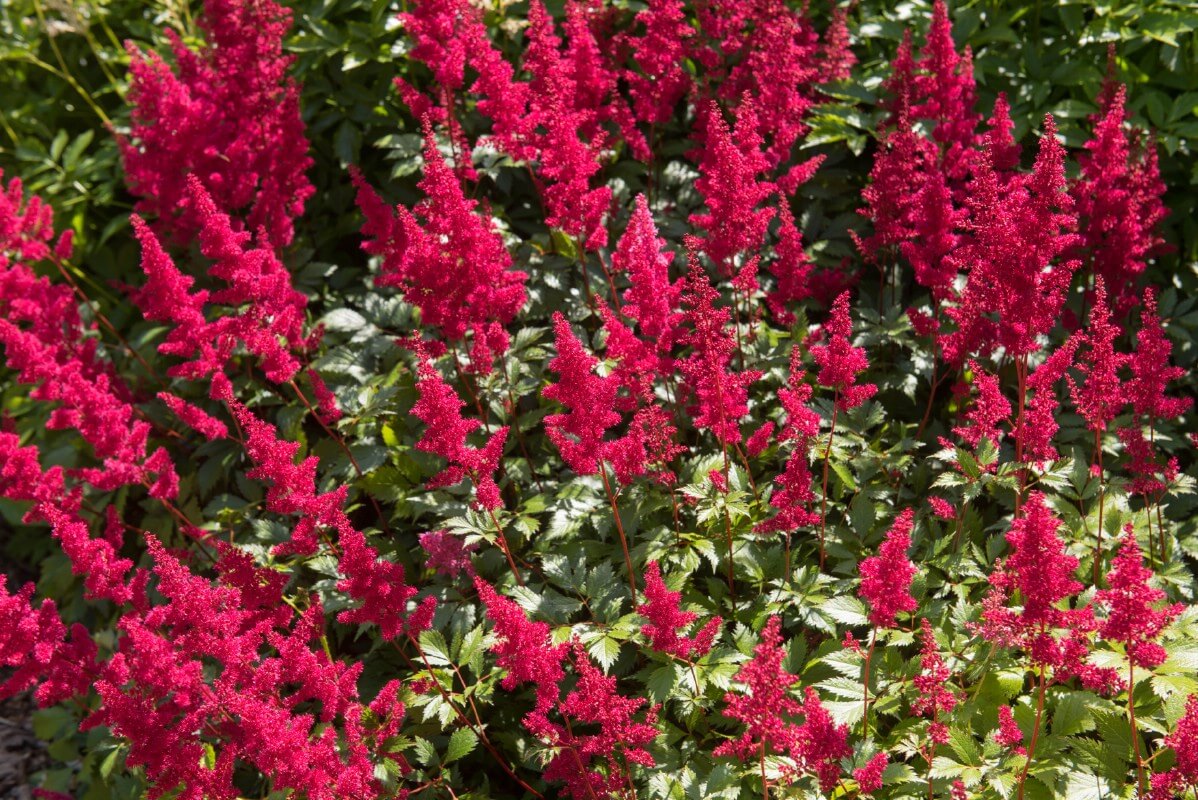 dark pink to red Fanal Astilbe blossoms