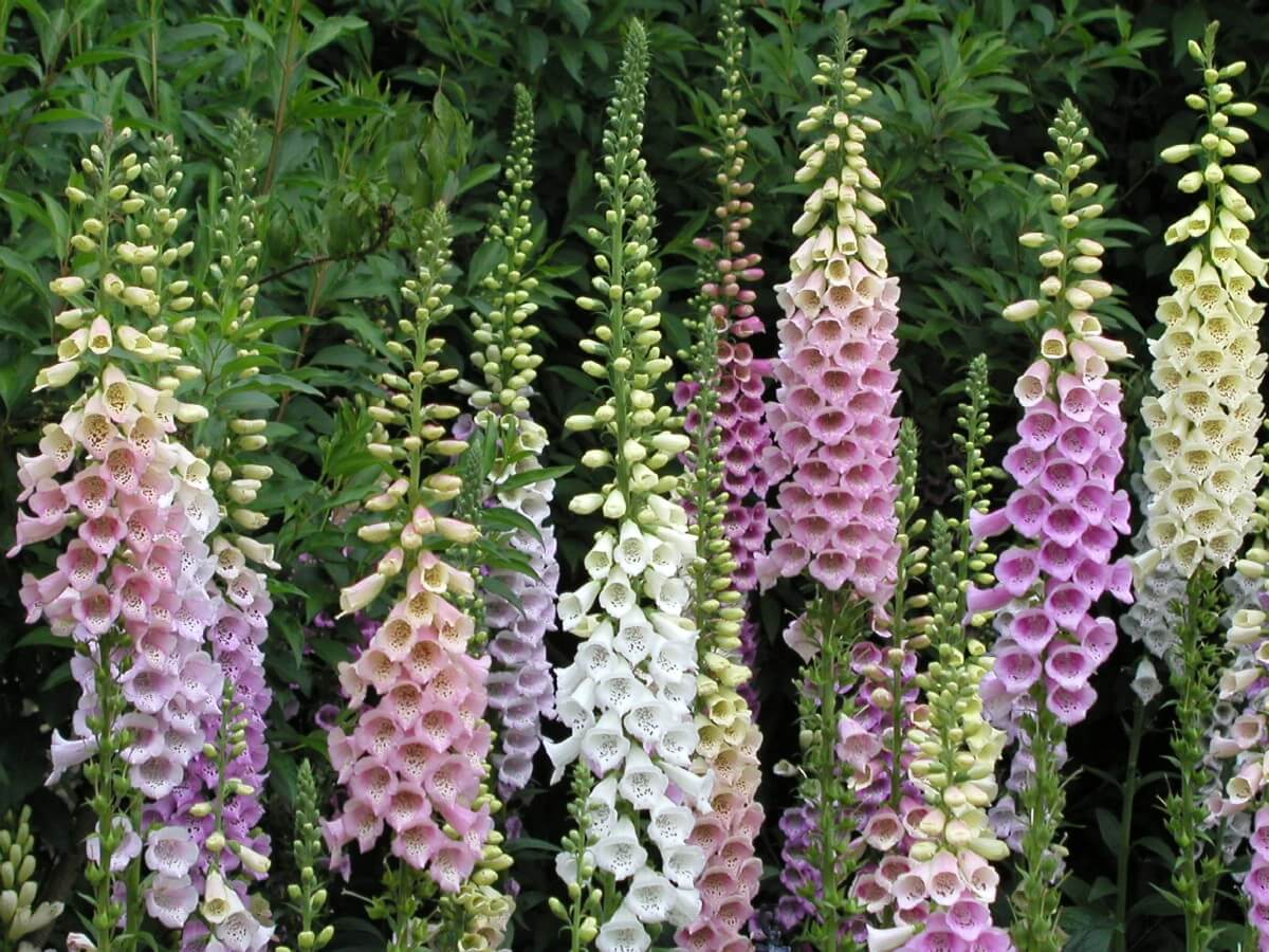 stand of tall foxglove flowers in shades from white to purple