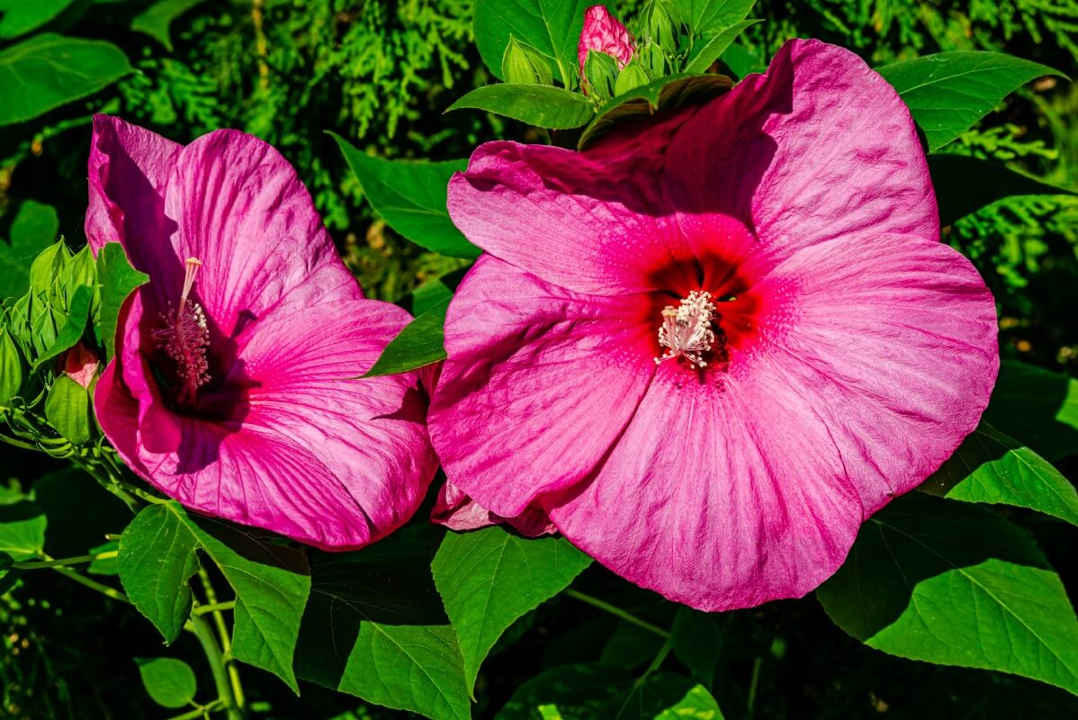 large pink flowers on hardy hibiscus plant
