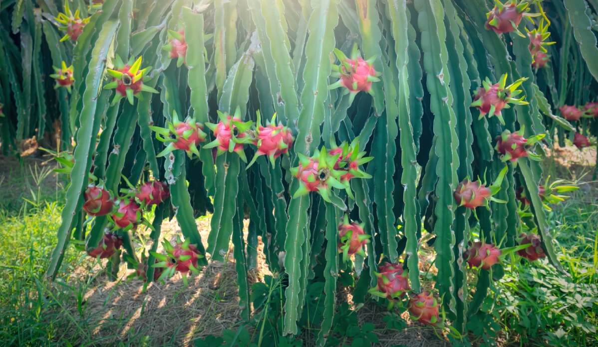 ripe dragonfruit on dragonfruit cactus