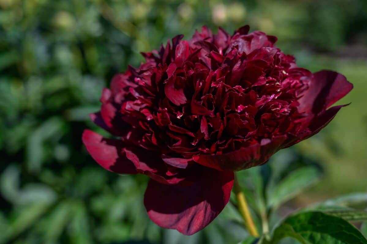 dark burgundy colored chocolate soldier peony flower