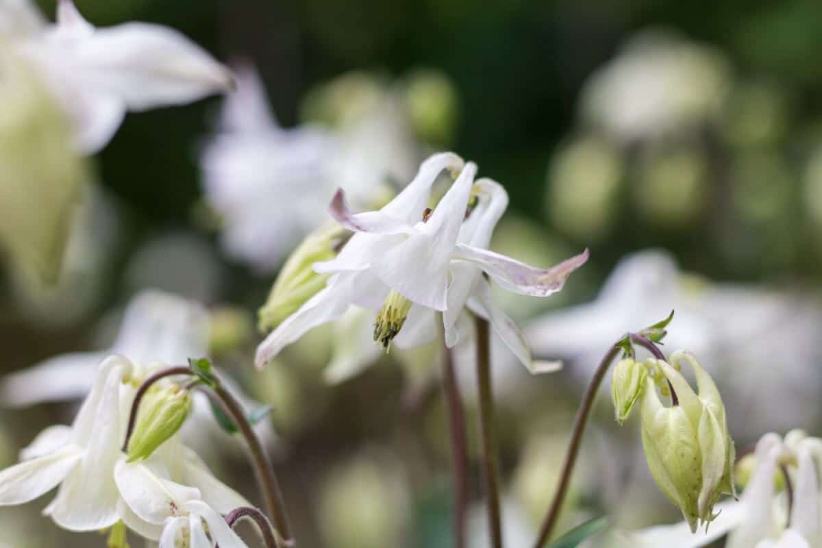 closeup focus of songbird dove white columbine flower