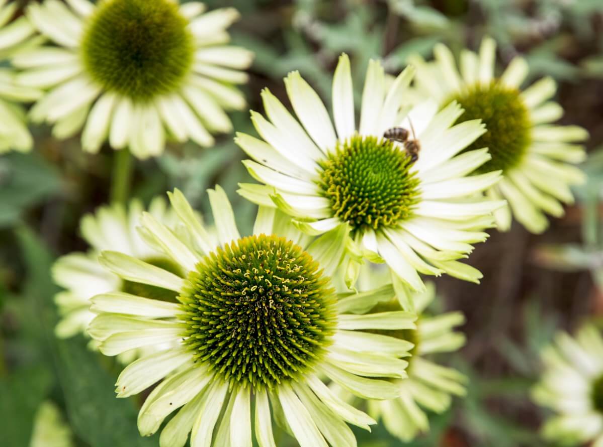 green jewel coneflower blossoms