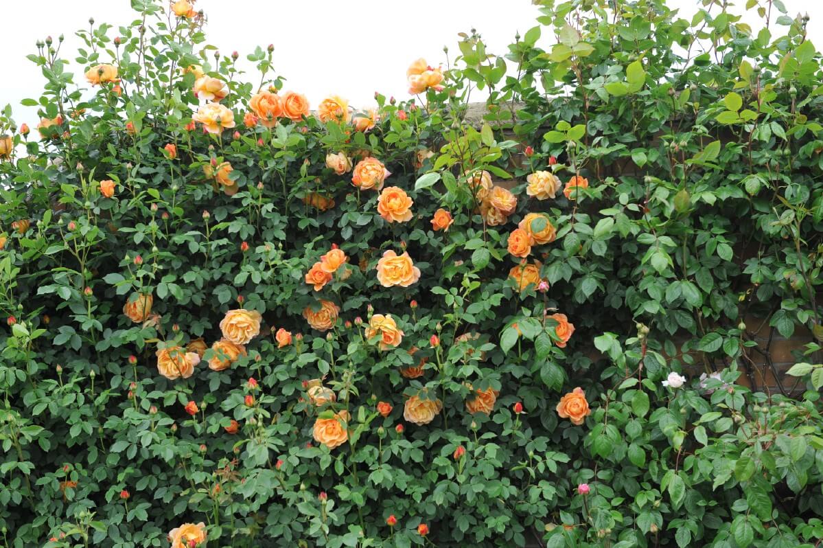 apricot blossoms on Lady of Shalott climbing rose