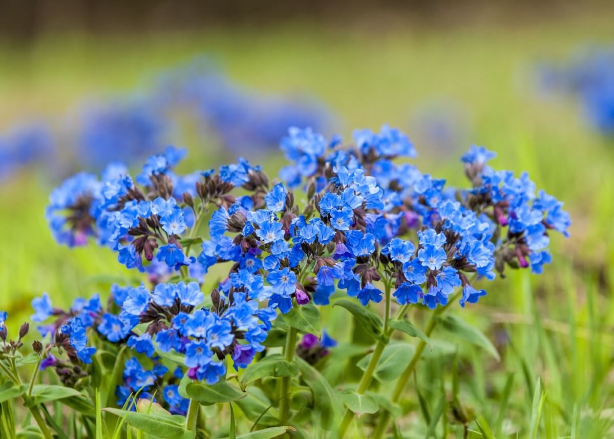 clusters of tiny bright blue lungwort flowers