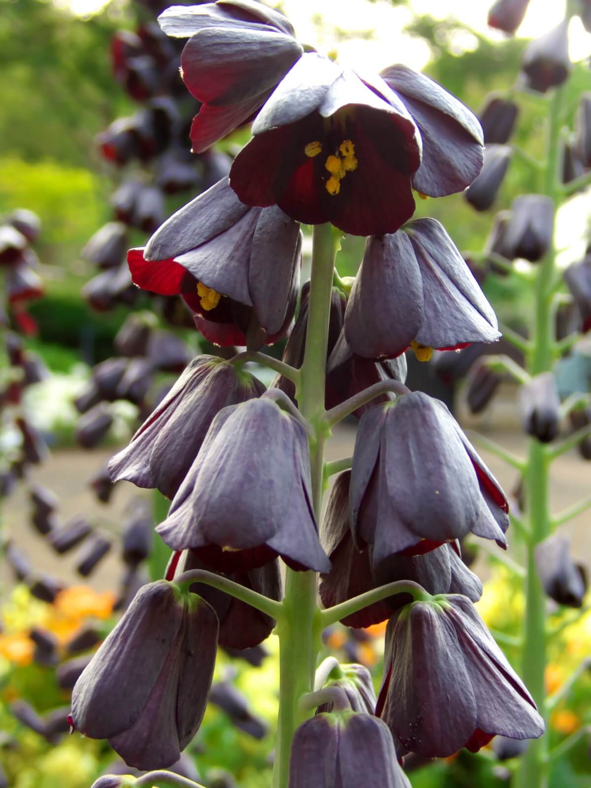 Dark burgundy red bell-shaped Persian Lily flowers