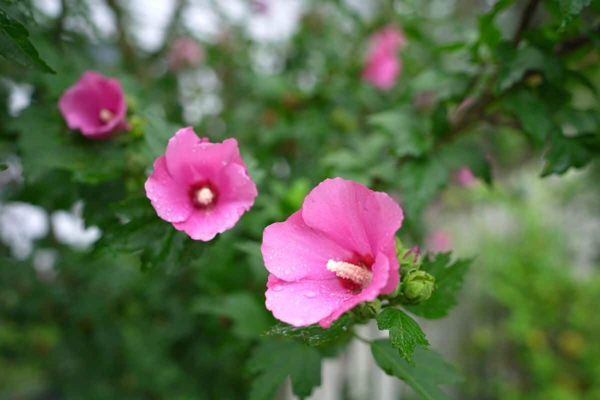 rose-like hibiscus blooms on perennial rose of Sharon bush