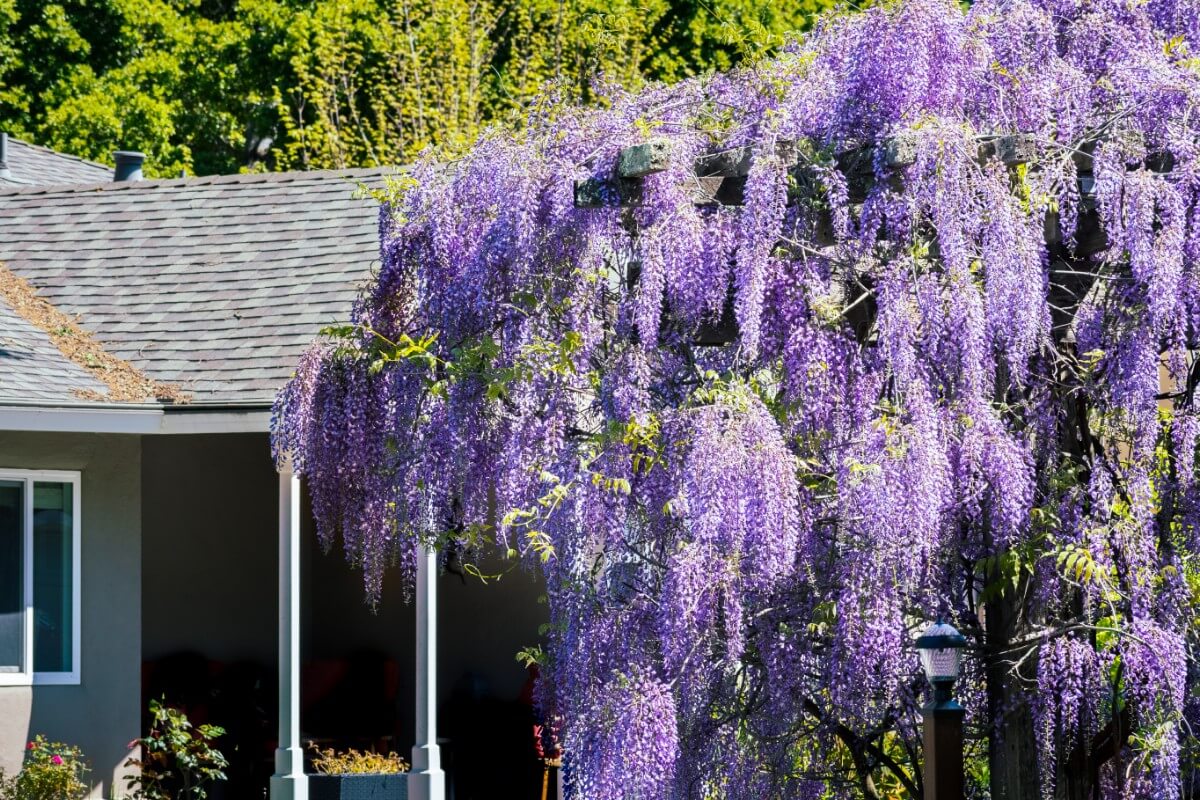 American wisteria growing near a porch