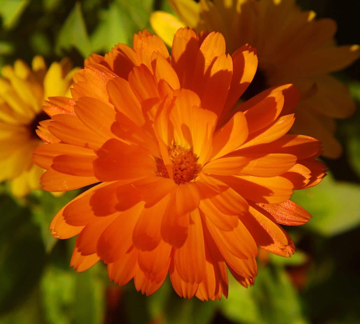 greenheart calendula blossom up close