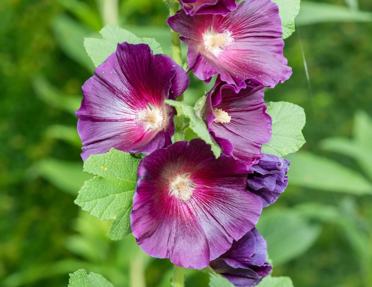 blossoms of purple hollyhock