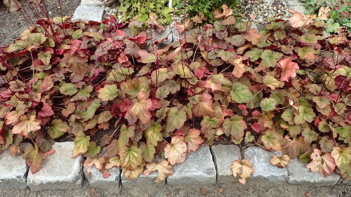 coral bells grown to edge a garden bed