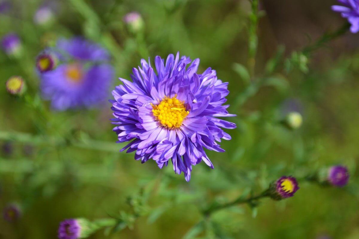 grunder aster variety