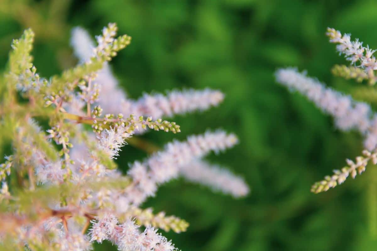 close up image of peach blossom astilbe flowers