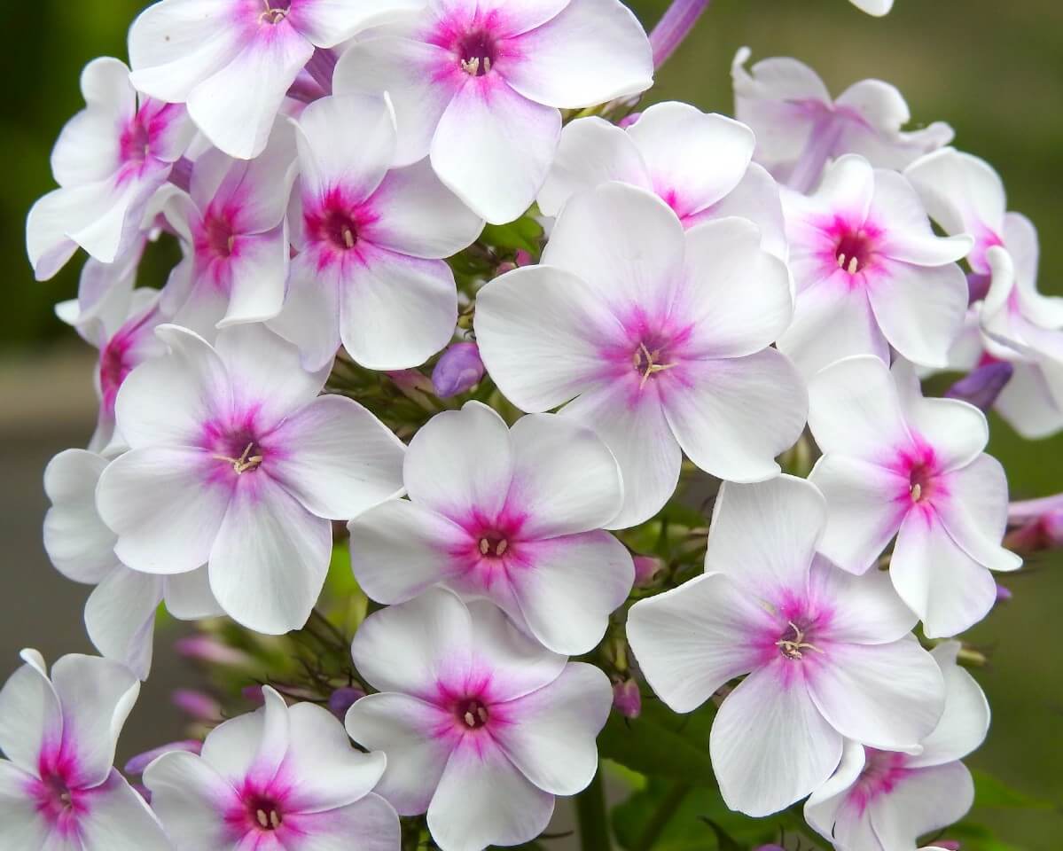 pale pink phlox flowers with darker contrasting centers