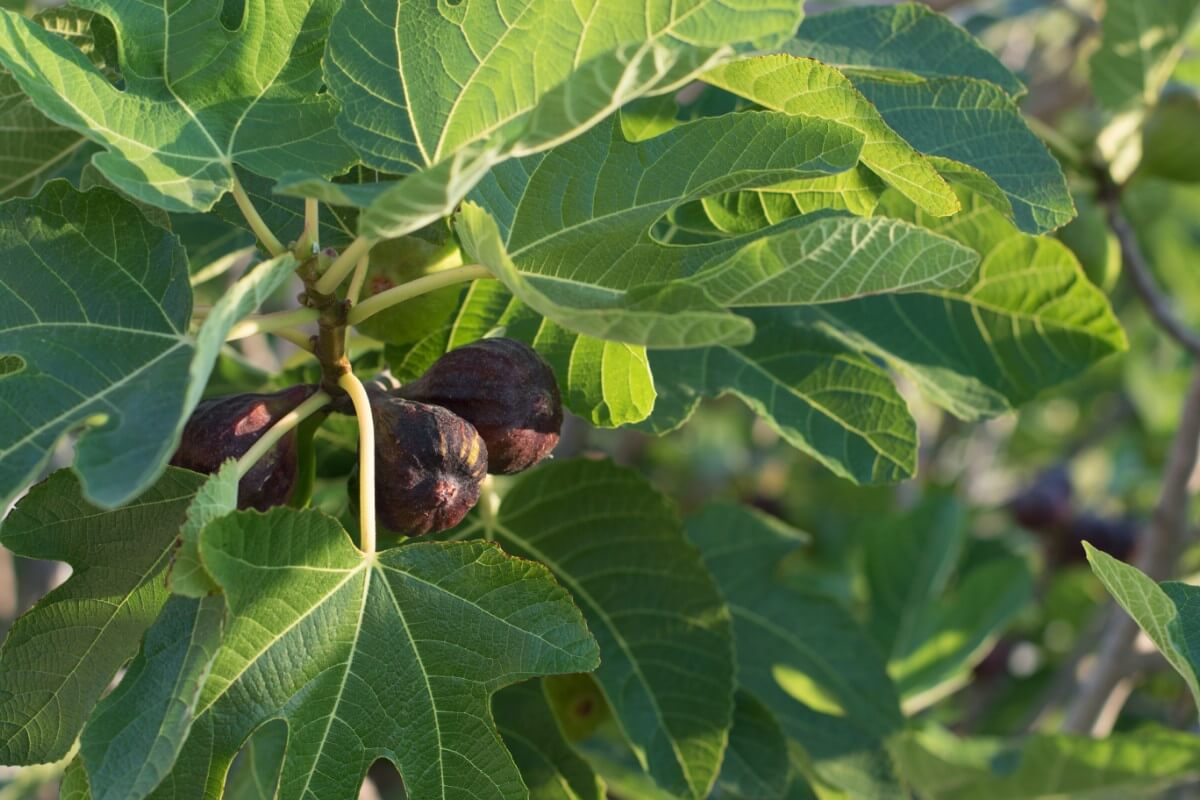 ripe figs on a fig tree