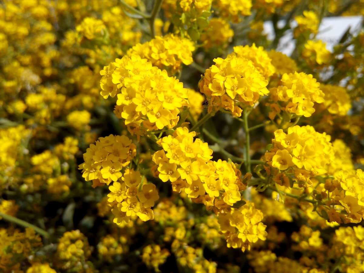 golden yellow alyssum basket of gold variety large clusters small bright flowers