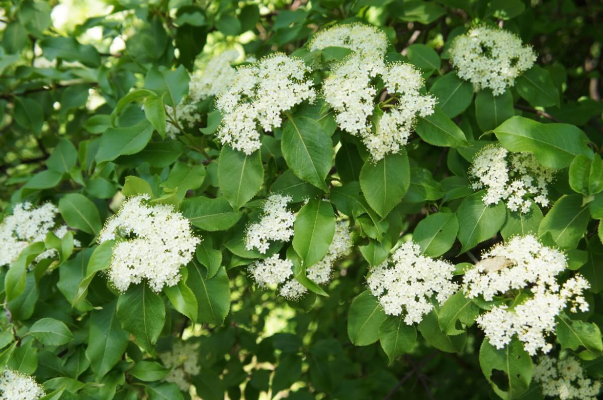 fluffy snow-like blossoms of white viburnum