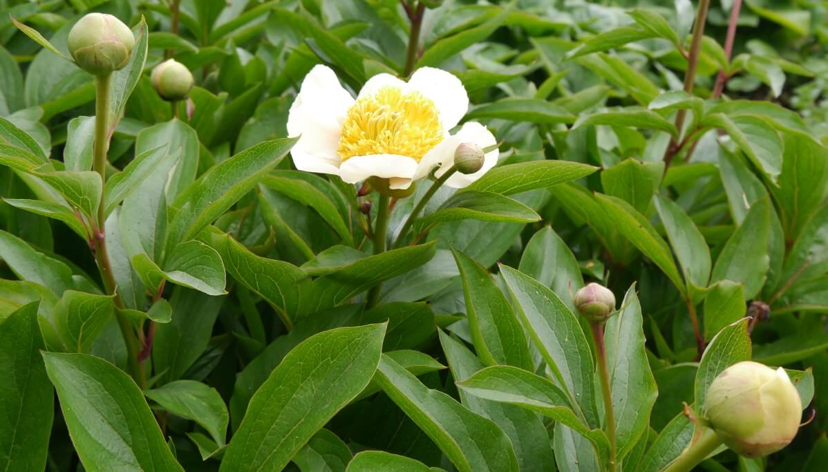 claire de lune peony flower