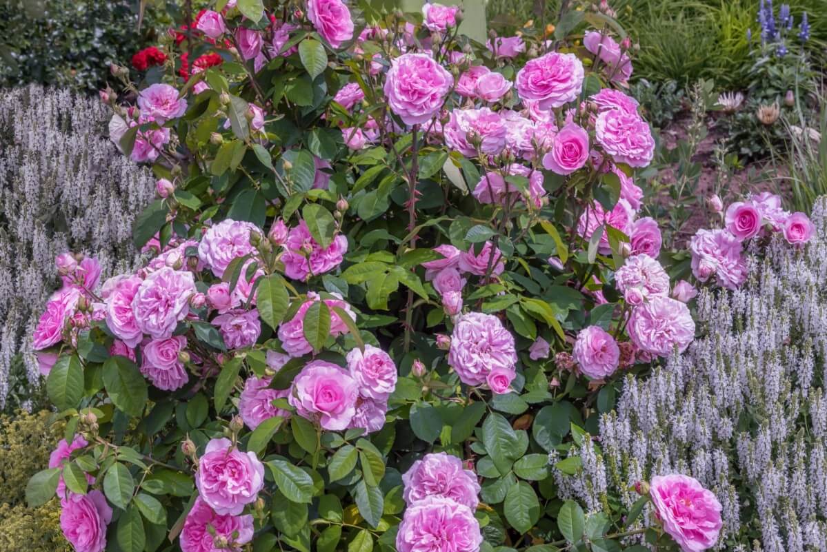 Gertrude Jekyll climbing rose in mixed planting