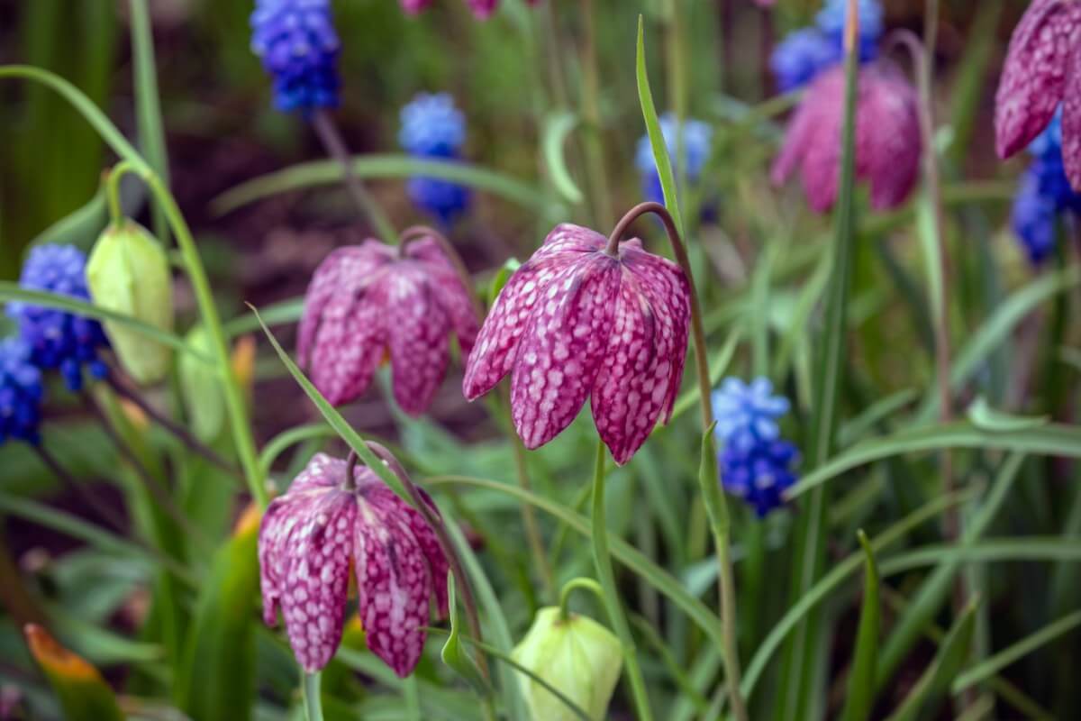 Guinea hen flowers with bright pink and blue coloring and mosaic-like patterning