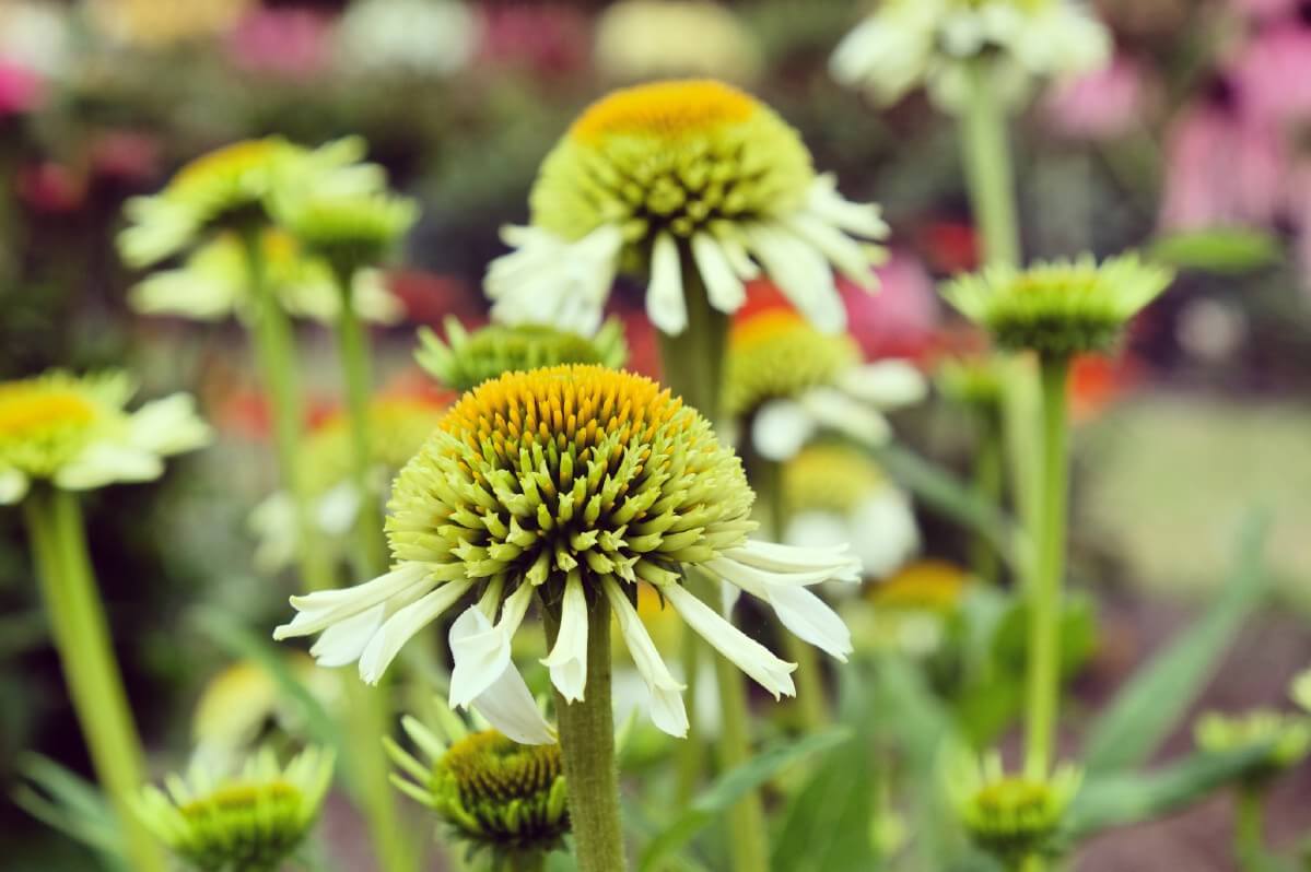 large centers of milkshake coneflower