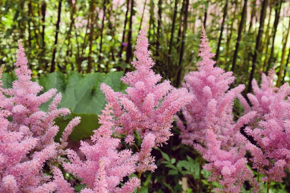 fluffy sprays of Rheinland Astilbe pink blossoms