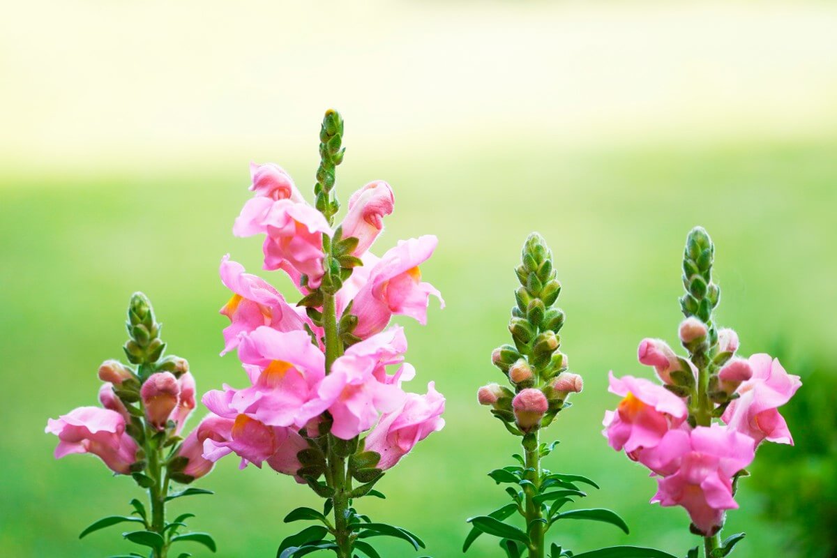 pink blossoming snapdragon spikes