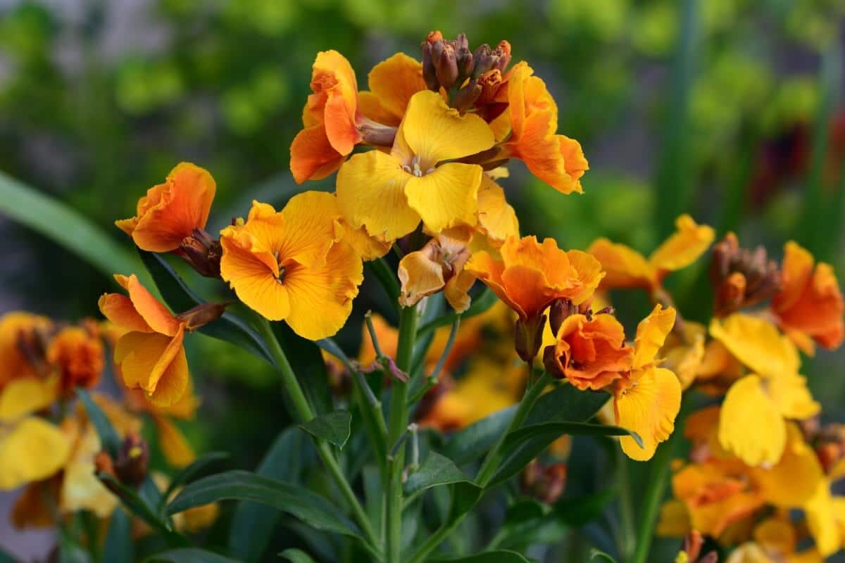 prolific orange blooms of Wallflower