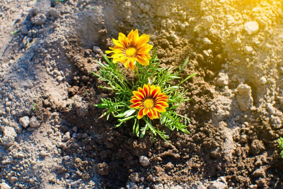 calendula plant with two flowers planted in fresh soil