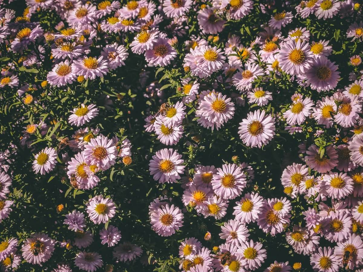 calico aster variety