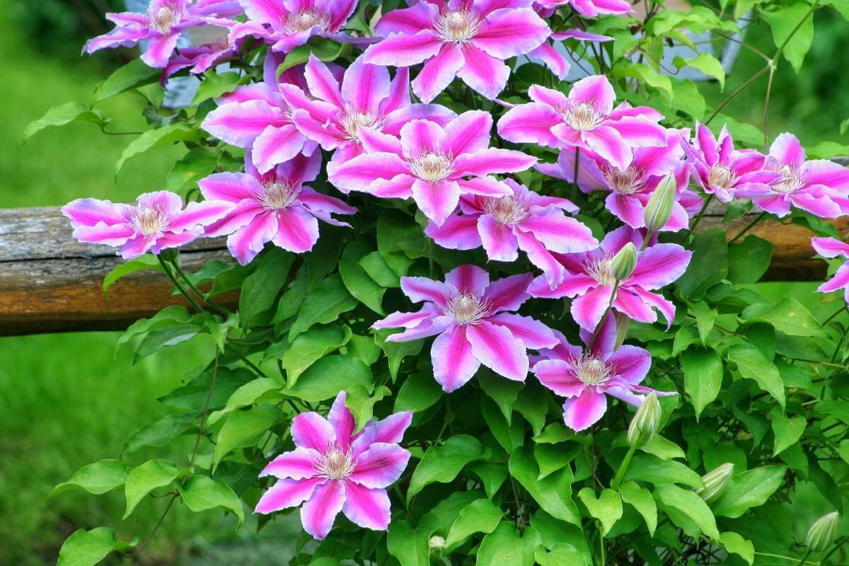 bright pink and white two-toned clematis flowers