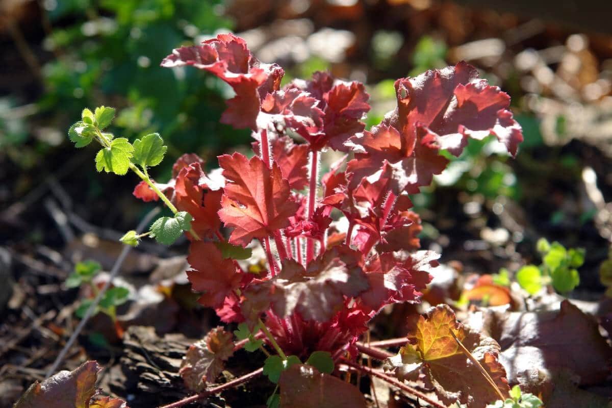 young coral bell recently transplanted in the ground