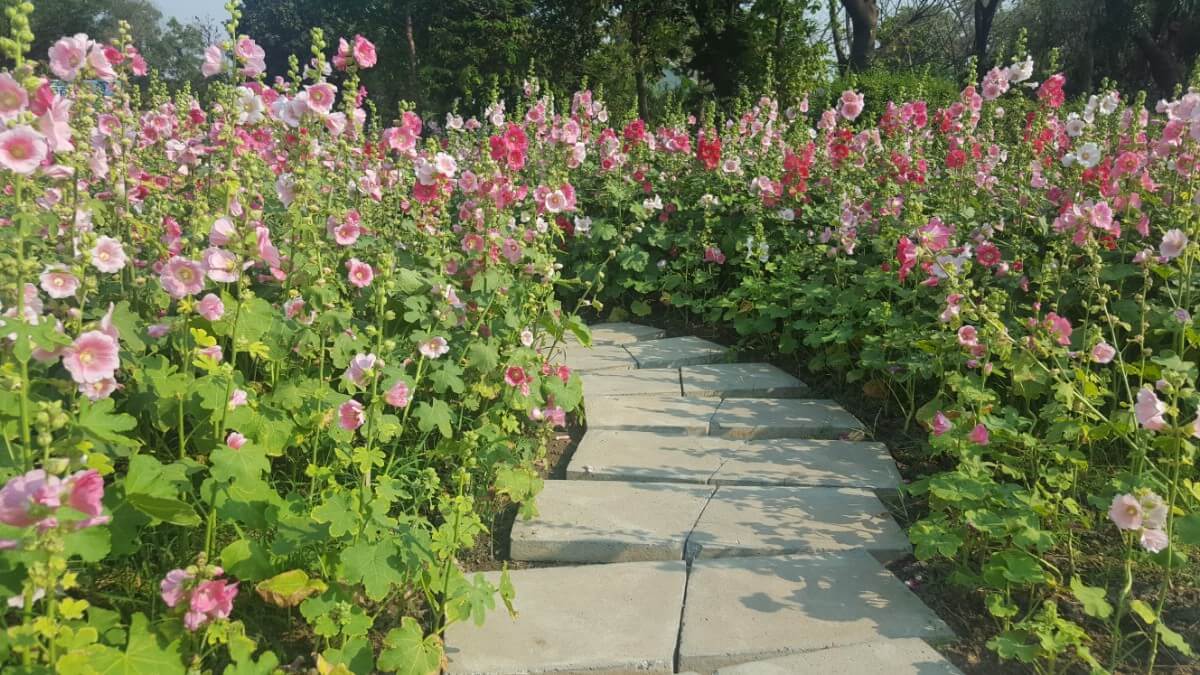 a walkway lined with hollyhocks in pink hues