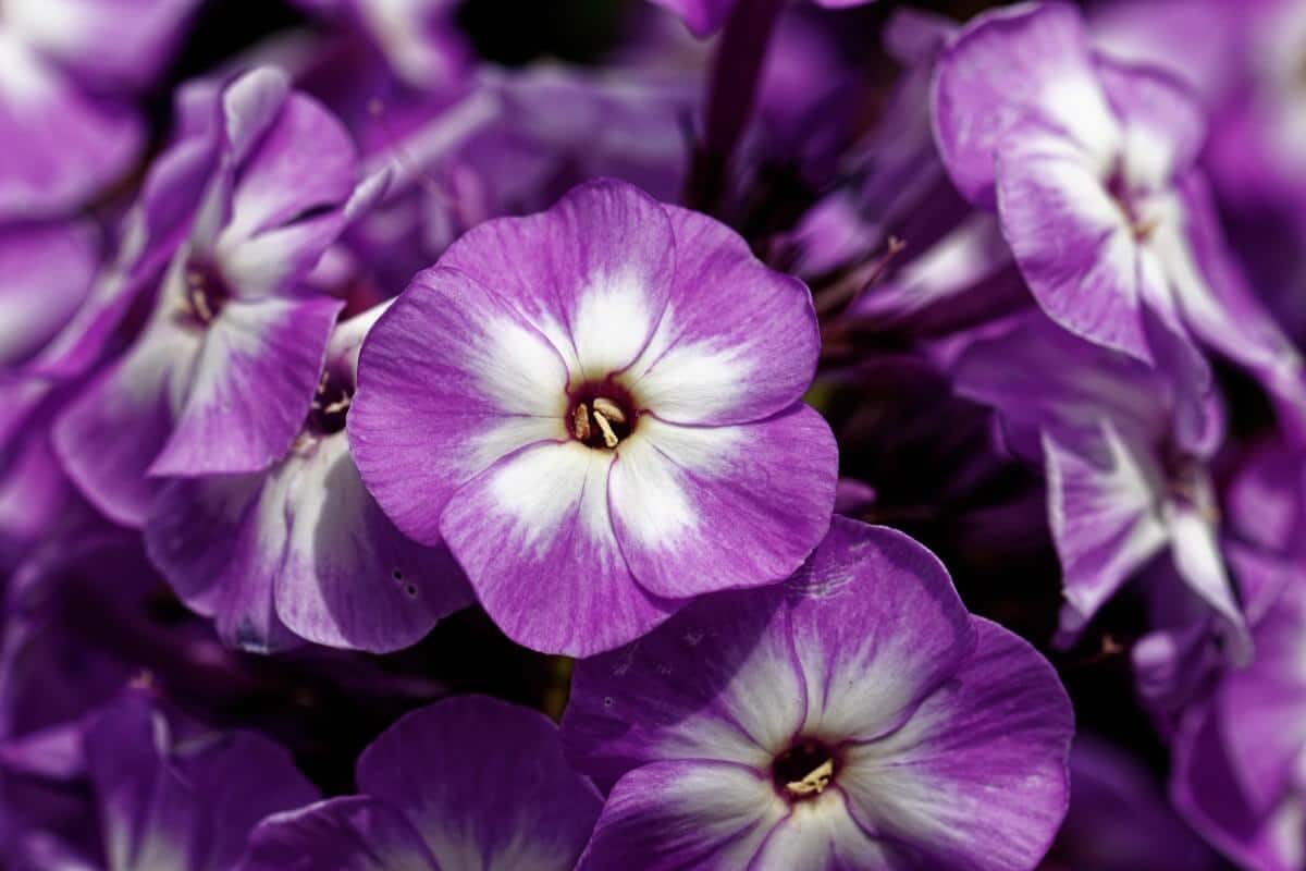 dark purple little boy phlox flowers with white centers