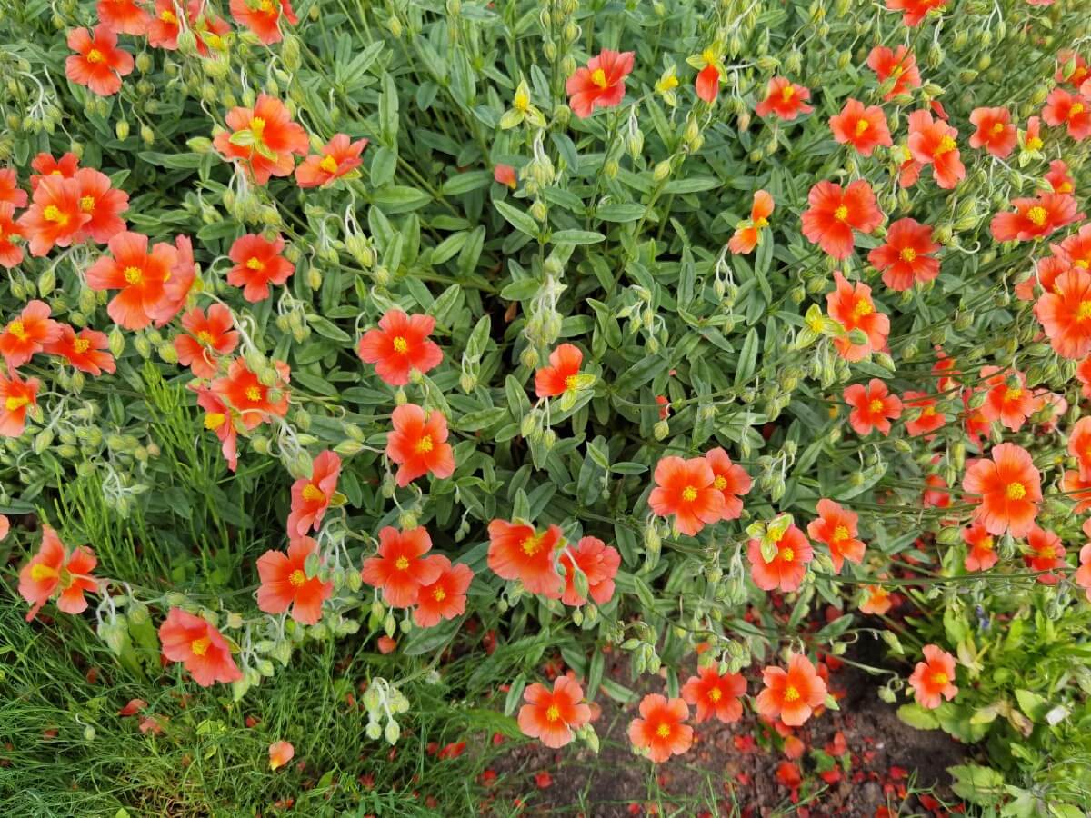 orange-colored rock rose flowers