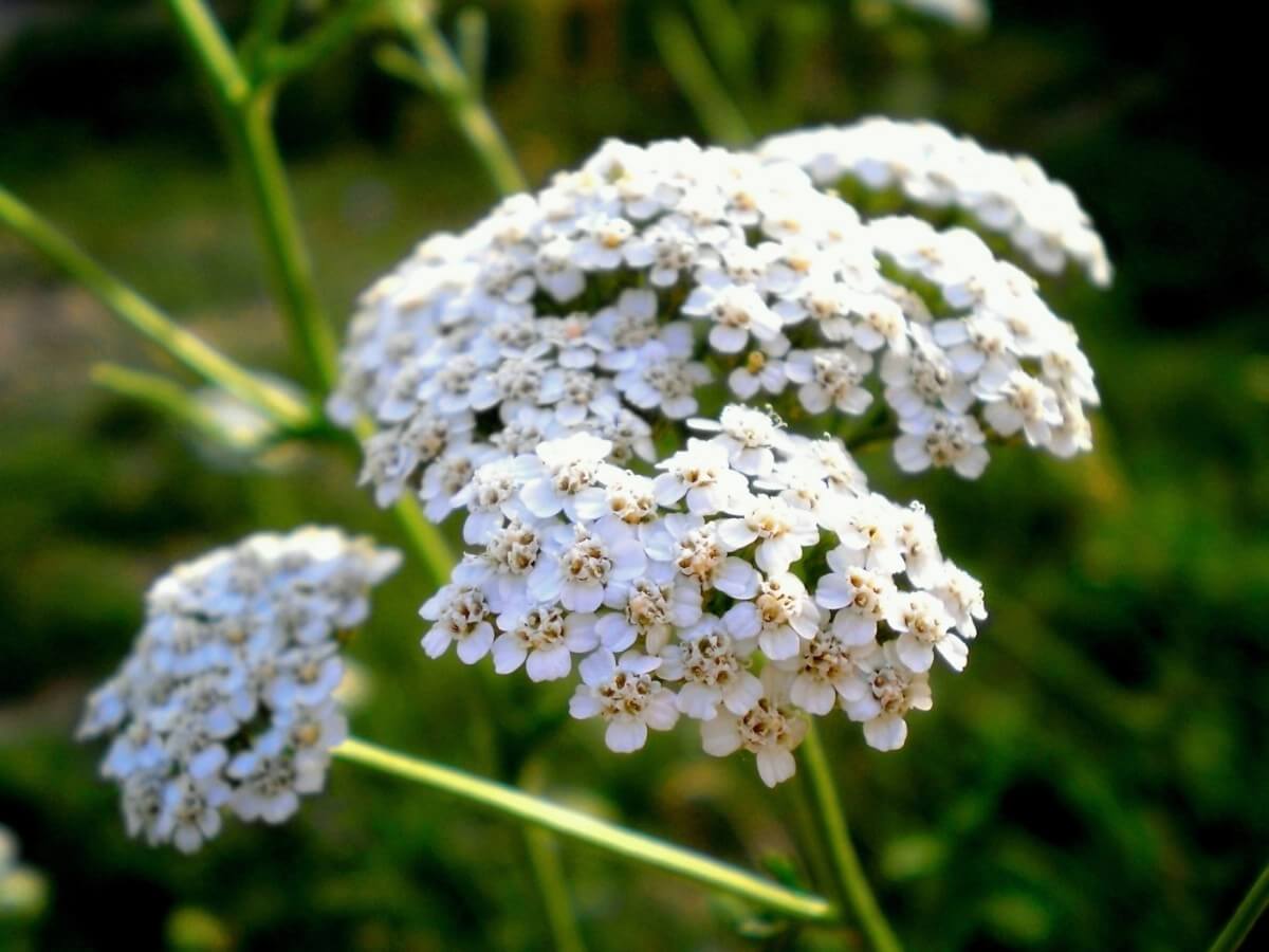 clusters of tiny white yarrow flowers close up
